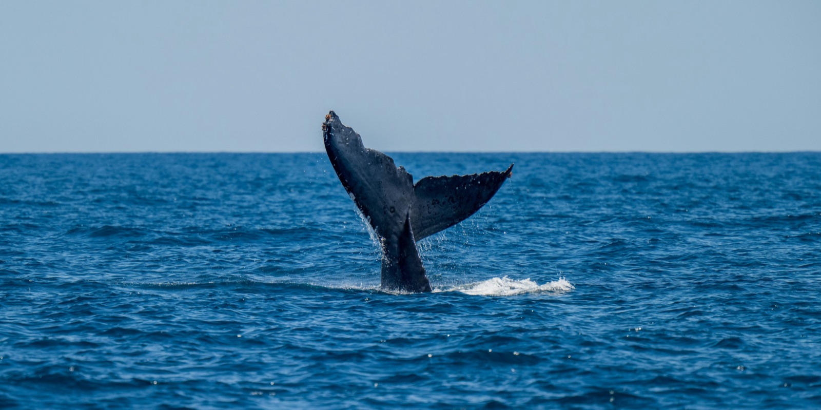 Cola de una ballena jorobada sobre el mar