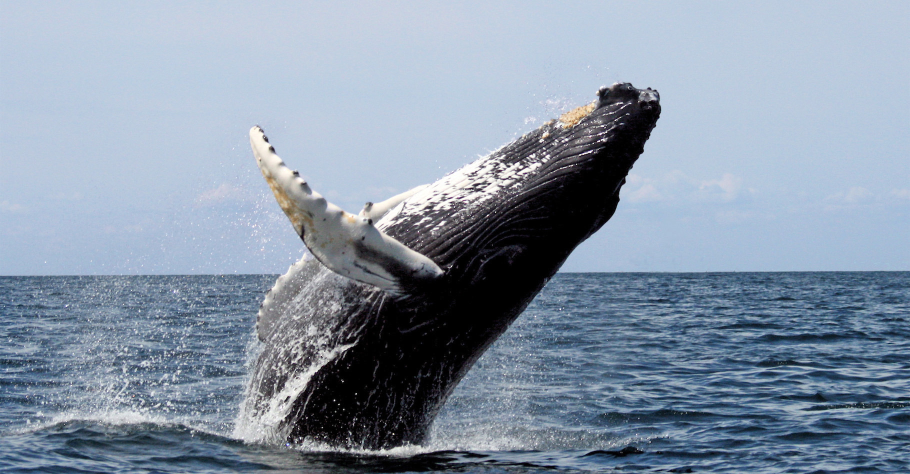 Ballena jorobada saltando en la bahía de Samaná