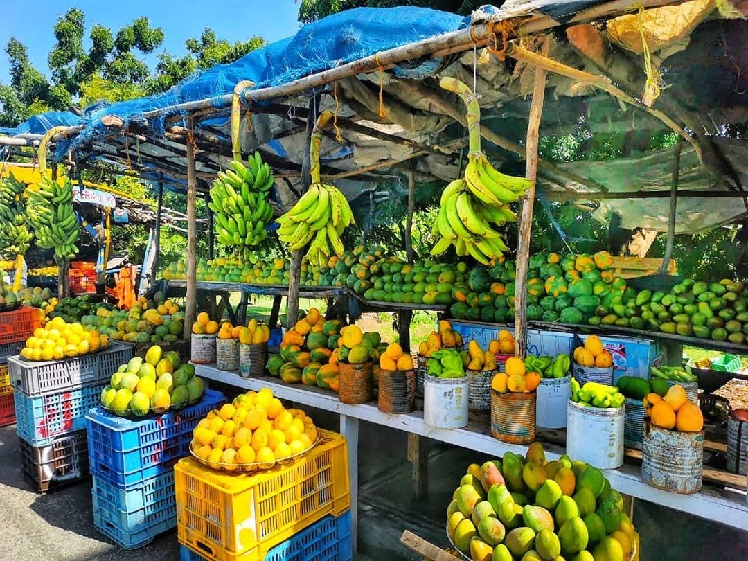 Roadside fruit stand: bananas, mangoes, papayas and pineapples