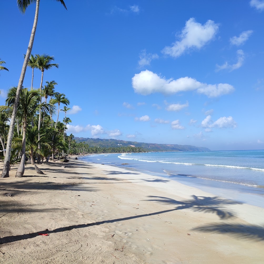 Coconut palms and their shadows on the sand at Playa Cosón