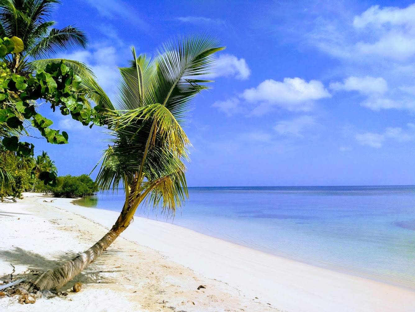 Coconut palm leaning over a white sand beach and turquoise sea, at El Portillo